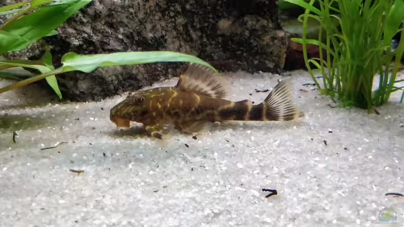 Ein kleiner Poser! Wels L15 Gestreifter Zwergschilderwels von Woidma (94)