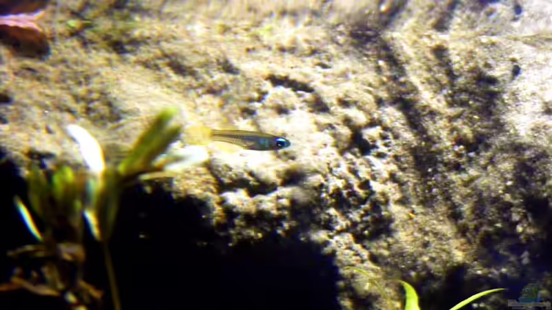 ein kleiner Racker... von Falk (67)