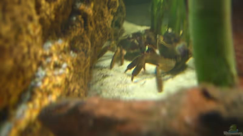 Ein kleiner Revierkampf :) von Christian Friedrich (15)