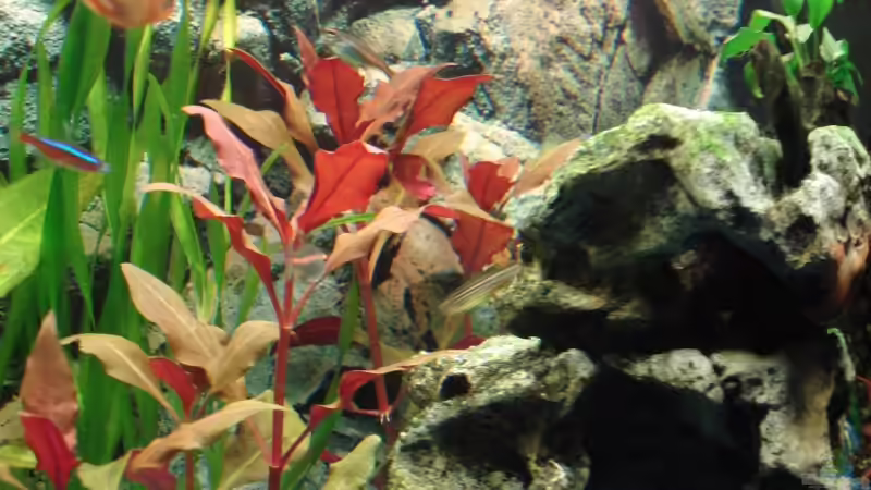 Ein kleiner Teil meiner Pflanzen von Fischeblog (3)