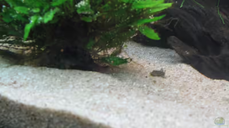 Ein kleiner von vielen ;-) von Stefan (9)