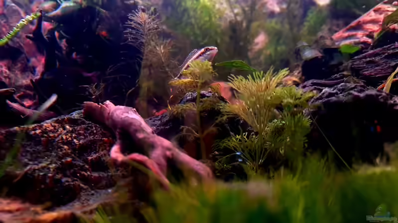 Ein kleines prachtbuntbarsch junges auf der Jagd von Sven Schaefer (14)