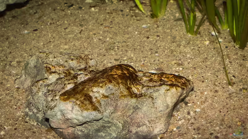 ein kleines RockZolid Modul mit Algen! Der Bereich mit nur feinem Sand .... von AjakAndi (42)