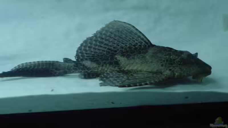 ein kliener Glyptperichys gibbiceps hat angst vor der kamera von Carsten Bobe (7)