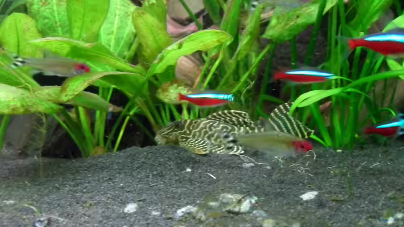 Aquarien für Hypancistrus sp. "L333" (Einrichtungsbeispiele für Königstiger-Harnischwels, L-333)