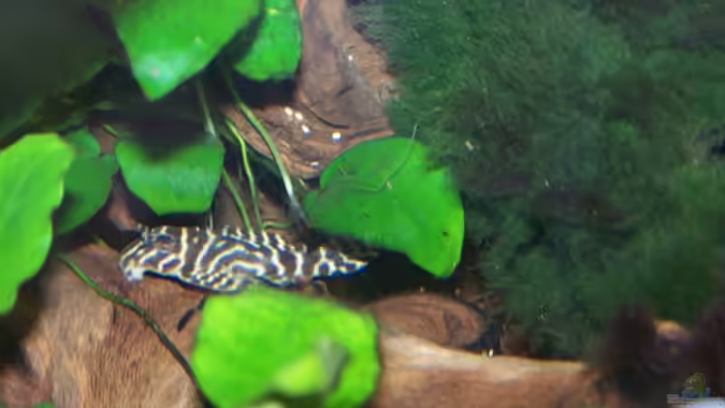 Aquarien mit Hypancistrus sp. "L 66" (Einrichtungsbeispiele für Königstiger-Harnischwels)