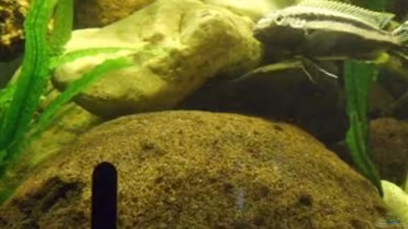 Ein Laichplatz von Esslinger (30)