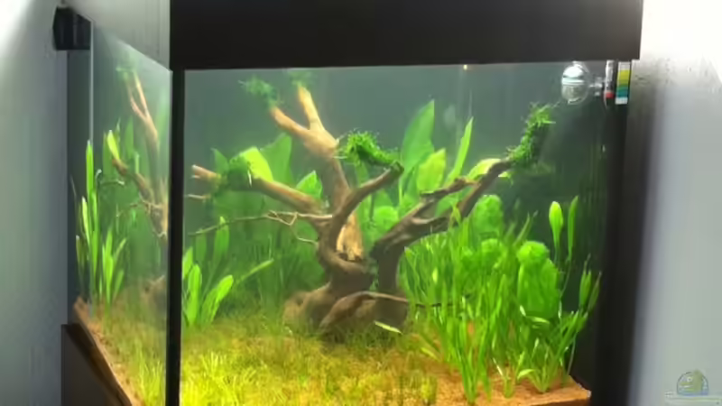 Ein laufendes Aquarium komplett neu gestalten: Schritt für Schritt erklärt