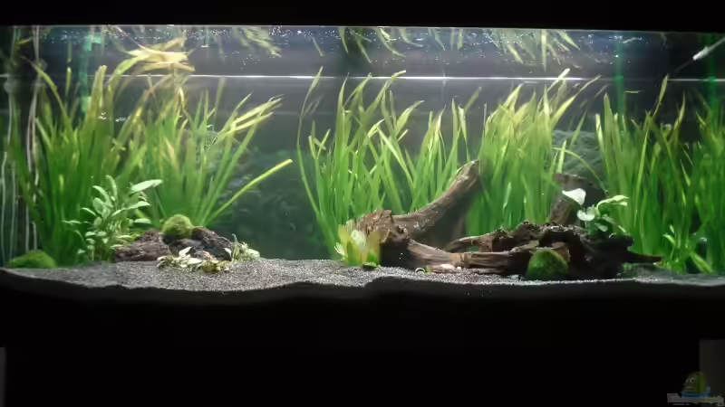 Ein laufendes Aquarium komplett neu gestalten: Schritt für Schritt erklärt