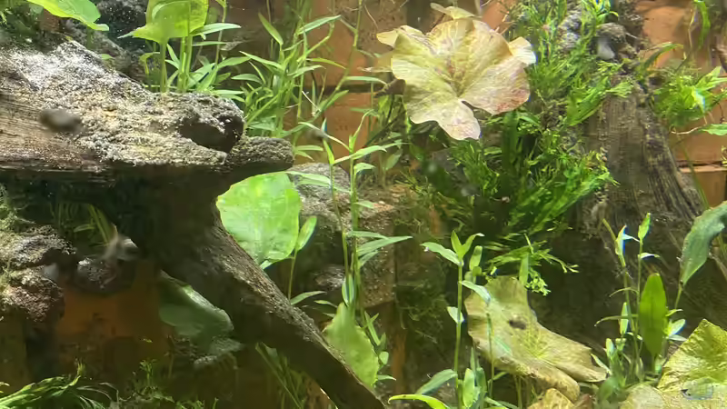 Ein Lotusfeld... von Lina L. (13)