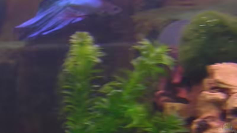 Ein Männchen - Betta splendens - Siamesischer Kampffisch von André Förster (11)