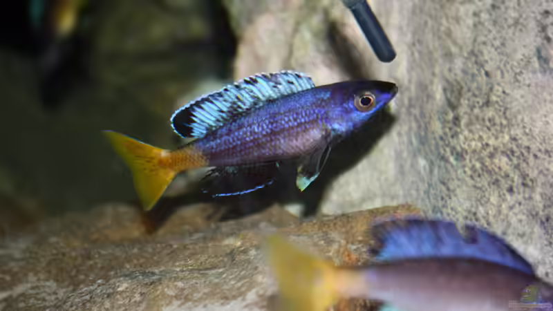 Ein Männchen in voller Pracht von Koehler (70)