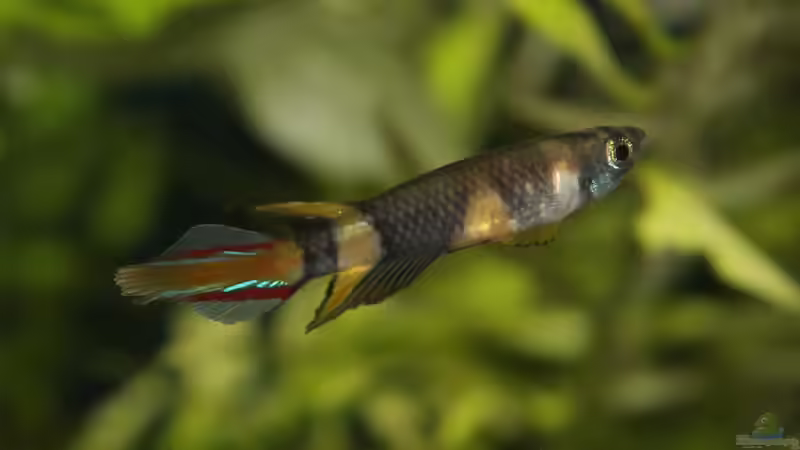 Ein Männchen mit meiner neuen Canon EOS 1100D von chrisi01 (33)