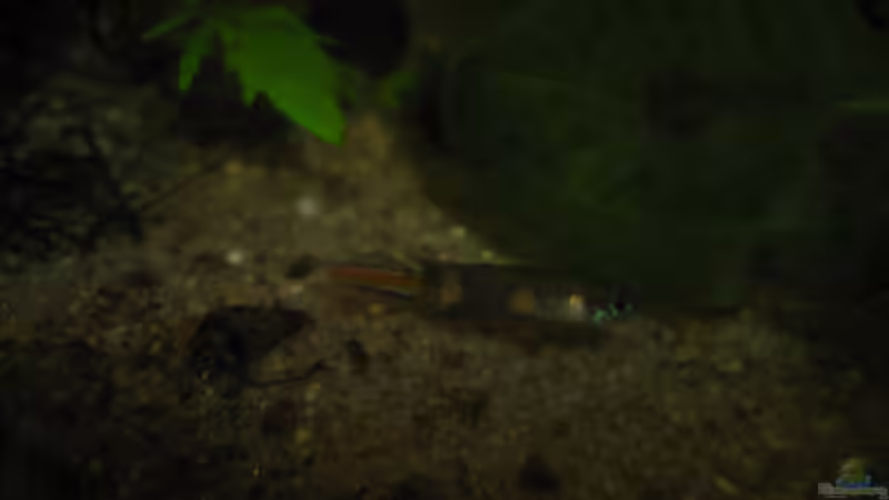 Ein Männchen von chrisi01 (29)