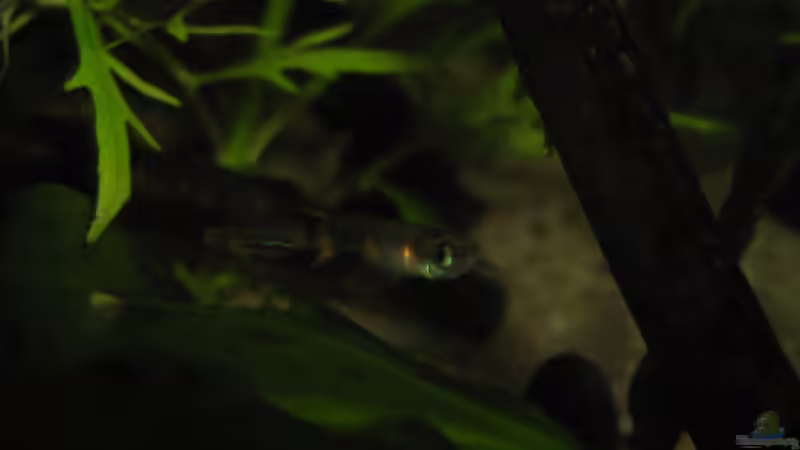 Ein Männchen von chrisi01 (30)