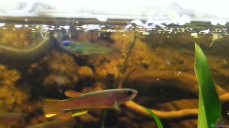 ein Männchen von Falk (78)