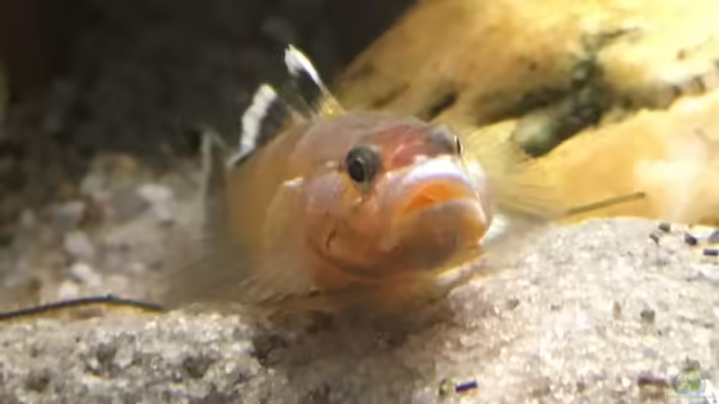 Ein Männchen von Harald Kästner (15)