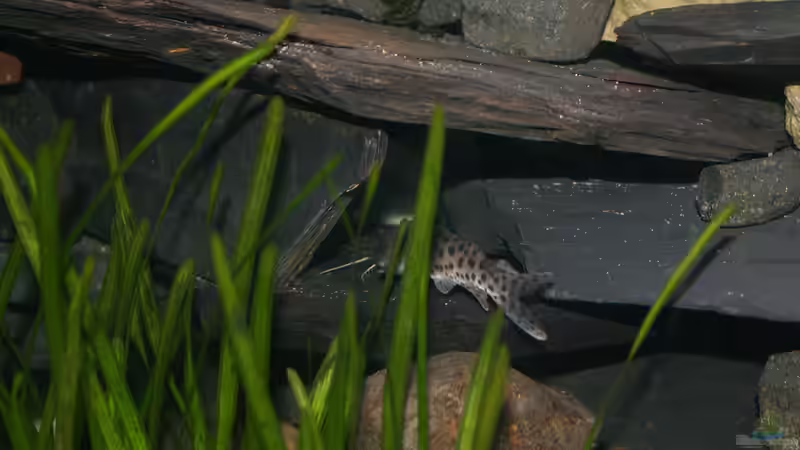 Ein Malawi Wels in seiner Höhle von Phoenix_KM (2)