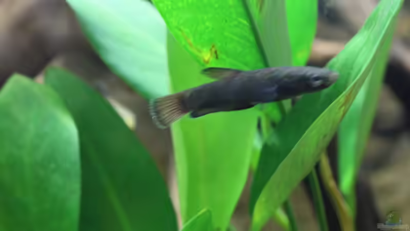 ein Malinau-Weibchen steht unter einer Anubia von Falk (9)