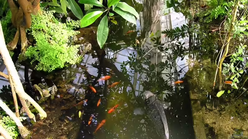 Ein Mangroven-Biotop einrichten: Die Herausforderungen für den Aquarianer