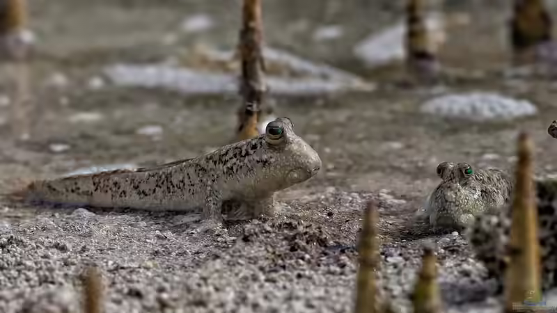 Ein Mangroven-Biotop einrichten: Die Herausforderungen für den Aquarianer