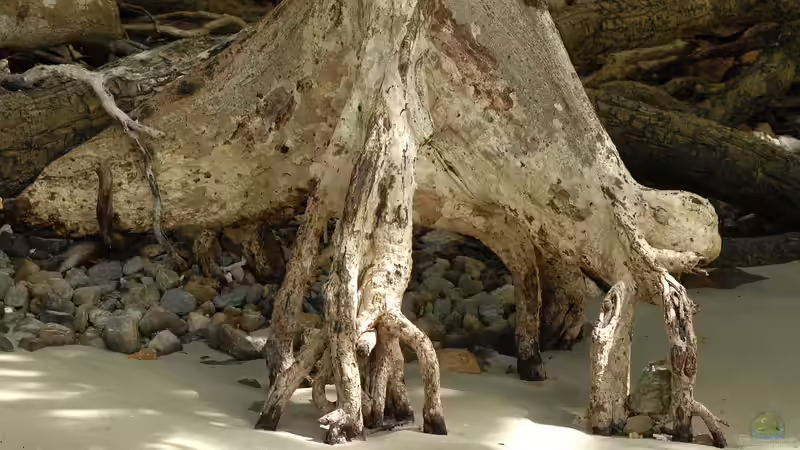 Ein Mangroven-Biotop einrichten: Die Herausforderungen für den Aquarianer