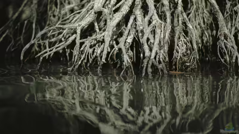 Ein Mangroven-Biotop einrichten: Die Herausforderungen für den Aquarianer