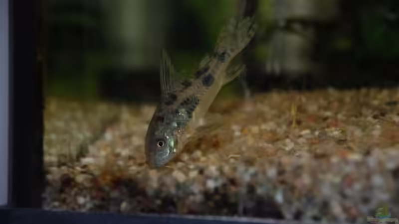 Ein Marmorierter Panzerwels von Anna Müller (5)