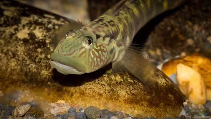 Rhinogobius im Aquarium halten (Einrichtungsbeispiele für Rhinogobius-Arten)