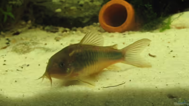 Ein Metallpanzerwels von Christian Trommer (24)