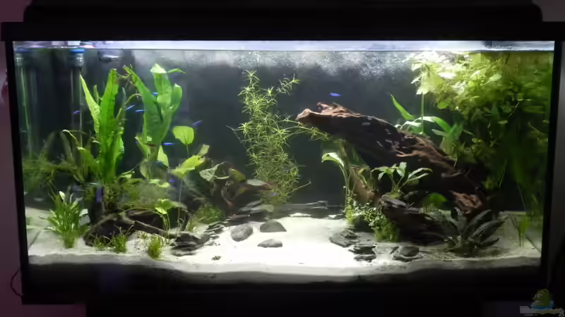 Ein Monat nach dem Bodenwechsel von Sarah Friedli (1)