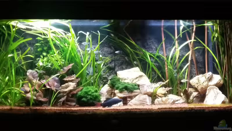 Ein Monat nach umbau. 01.06.2016 von Mark H. (4)