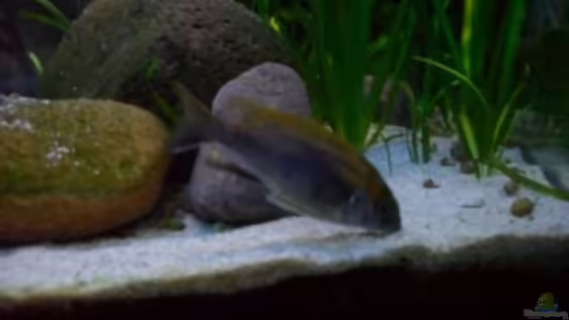 ein Moori bei seiner Lieblingsbeschäftigung von delphin (24)