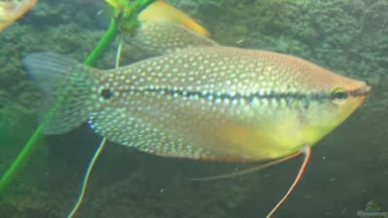 Ein Mosaikfadenfischweibchen von Christian Trommer (30)