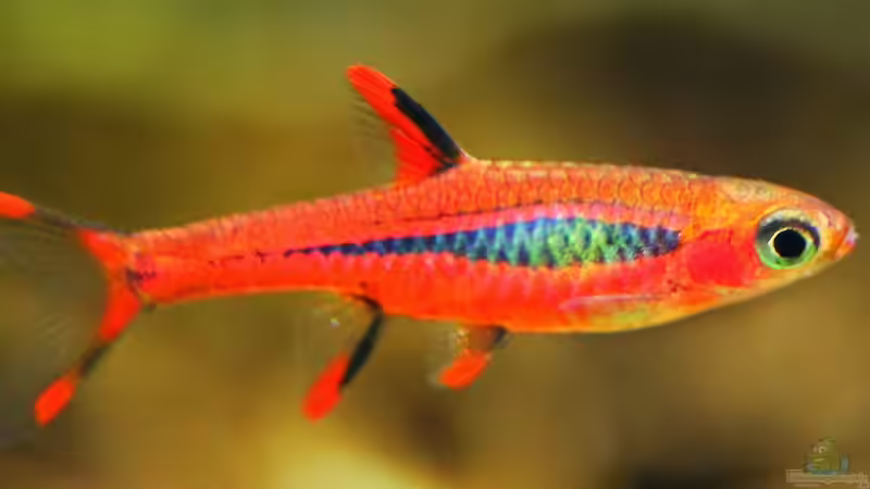 Ein Moskito der nicht sticht,der Boraras brigittae  !!