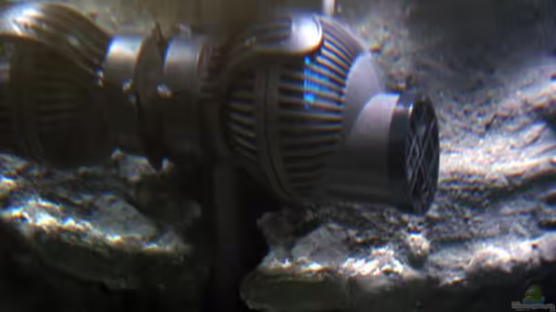 Ein Nanostram 6025 sorgt für entsprechende Strömung im Becken von Andre Lorenz (5)