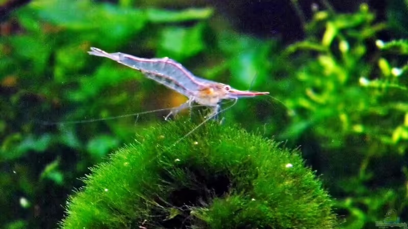 Mit Mooskugel das Aquarium dekorieren (Einrichtungsbeispiele mit Cladophora aegagrophila)