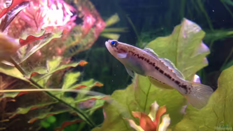 ein neuer Bewohner von Nebukadnezar2k (13)