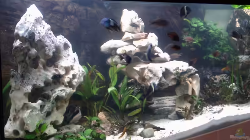 ein neuer Blick in das Becken nach einem Jahr Laufzeit von Aqua92 (1)