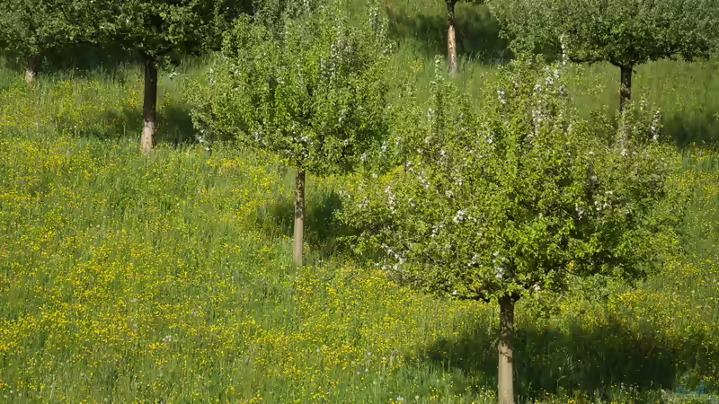 Ein neuer Obstbaum am alten Platz 