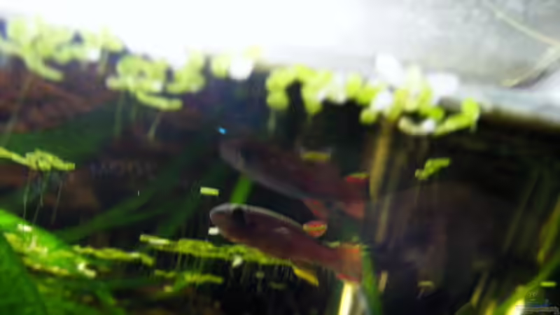 Ein Neuer von den Prachtstreifen-Kärpflingen von Falk (76)