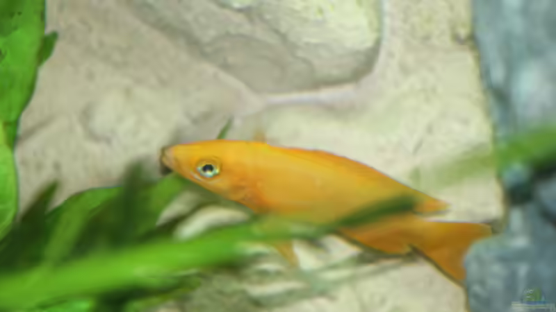 Ein neues Mitglied bei den Leleupis von fisch (19)