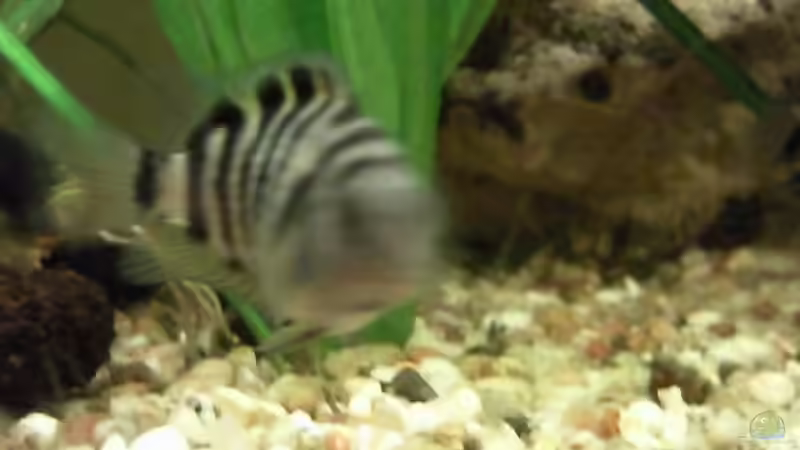 Ein neugieriges Zebrabarsch Junges´Was macht der denn da sooo lange vor meinem Zuhause???´ von mikael38 (37)