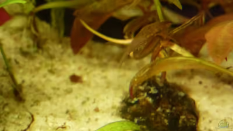 ein noch kleiner Roter Lotus  von Leon St (12)