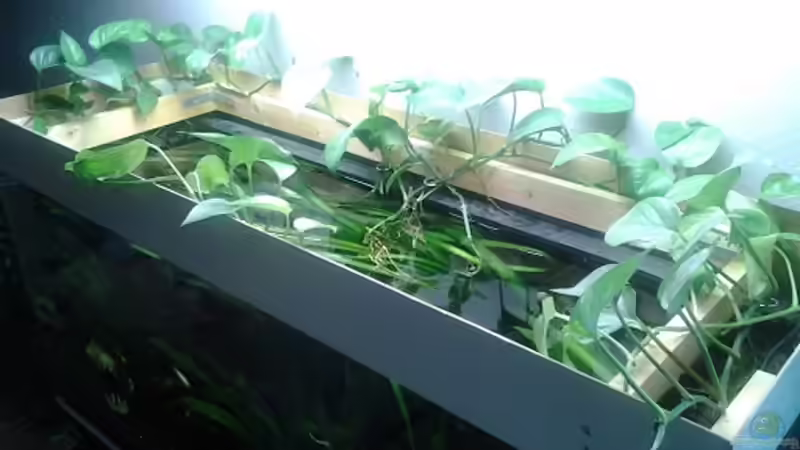 Ein offenes Aquarium: Das sind die wichtigsten Tipps für Aquarianer