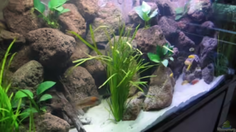 Ein paar Anubias von Stefan Lorenz (3)