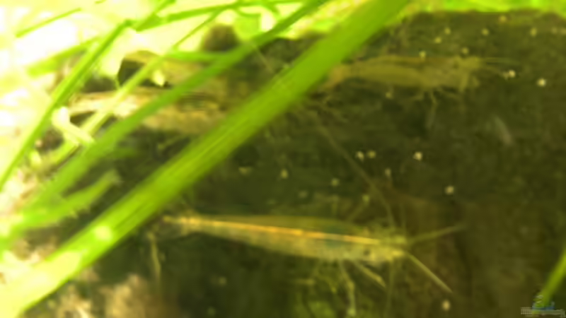 ein paar Armanogarnelen von MarcelS (16)