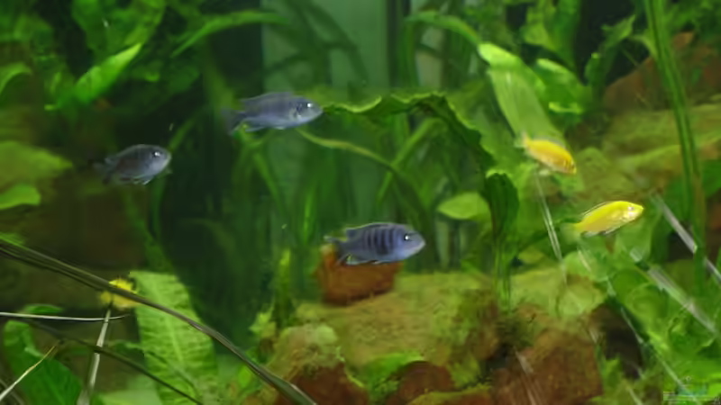 Ein paar auf einmal von Roadrunner 68 (29)