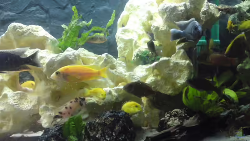 ein paar Bewohner von sumsum0476 (3)