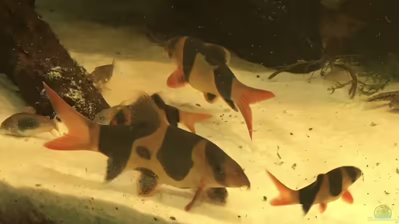 ein paar Botien juvenil 4cm bis 12cm von H.T. (31)